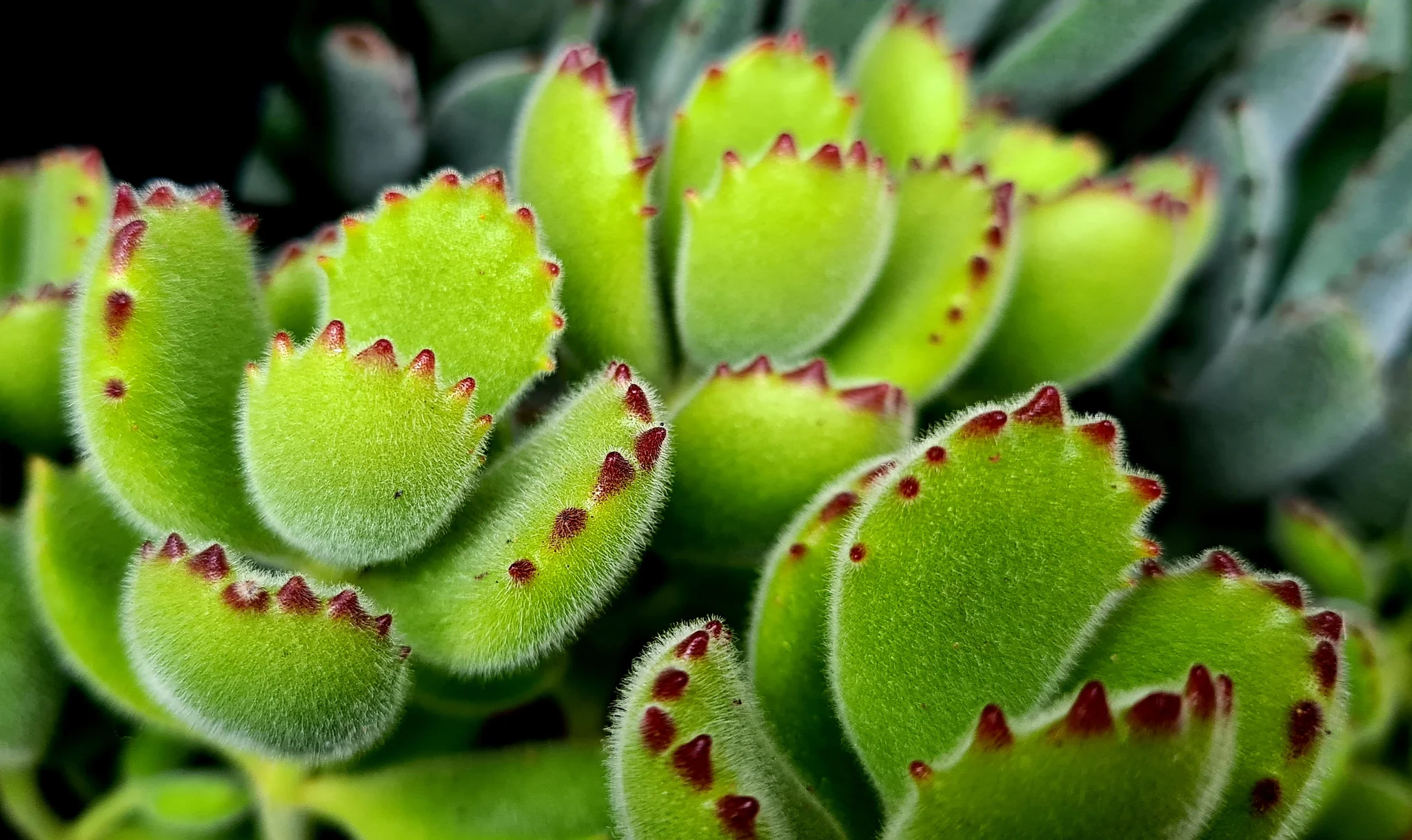 Cotyledon ladismithiensis Bears Paw.webp