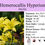 Thumbnail: Hemerocallis Hyperion