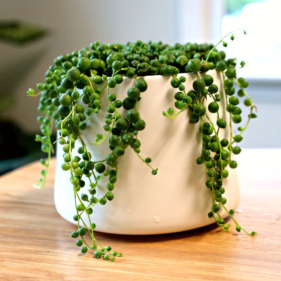 Senecio rowleyanus String of Pearls.webp