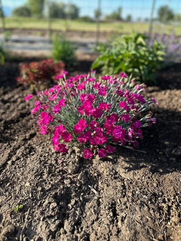 Dianthus Neon Star