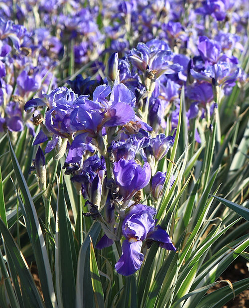 Iris pallida Albo Variegata | The Outdoor Garden