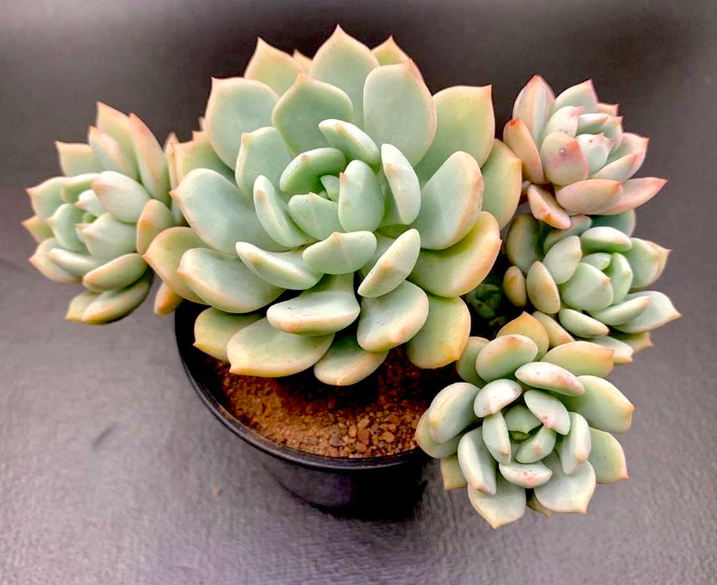 Graptoveria 'Moonglow'.webp