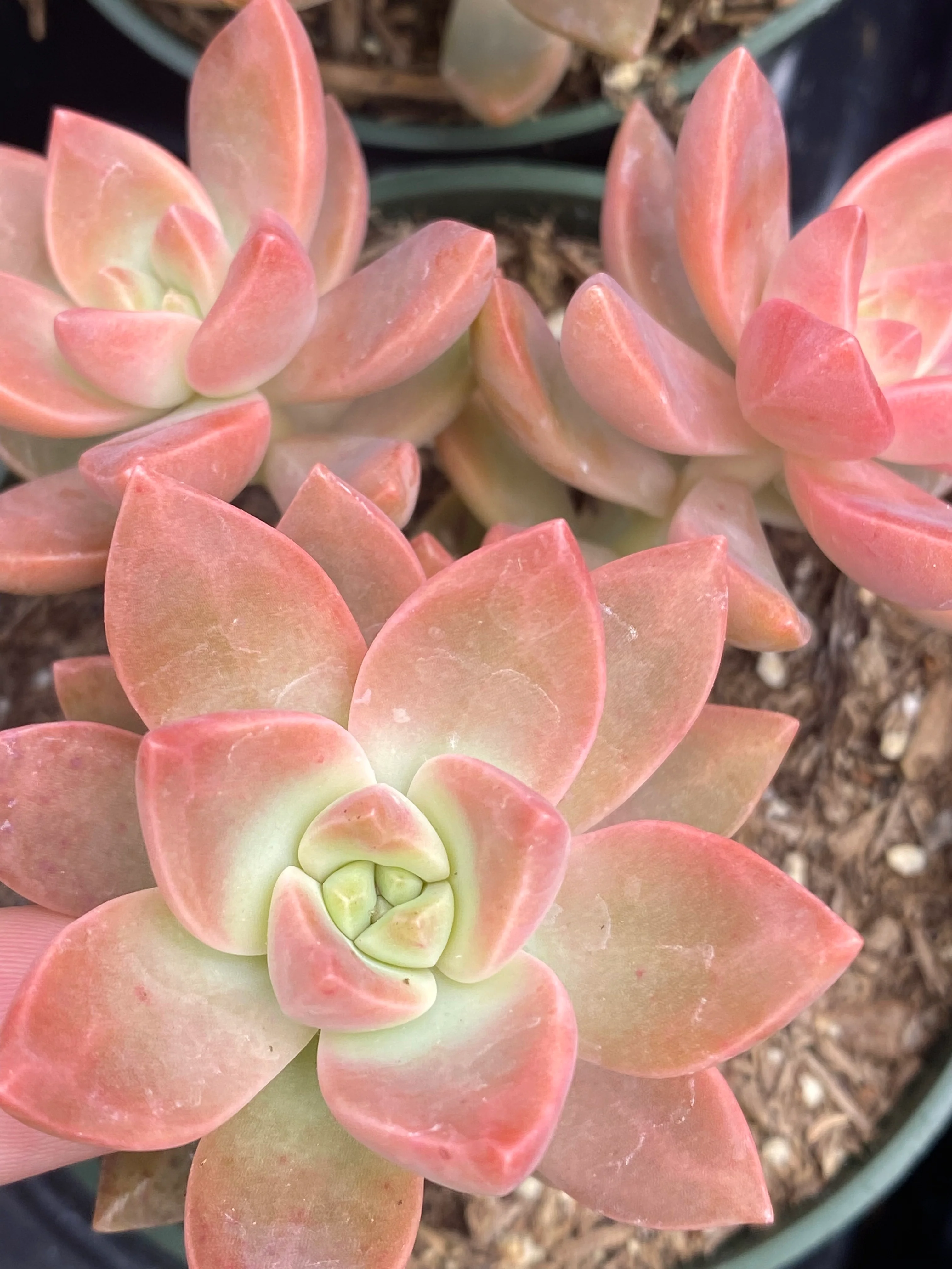 Graptosedum 'California Sunset'.webp