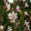 Thumbnail: Gaura Whirling Butterflies