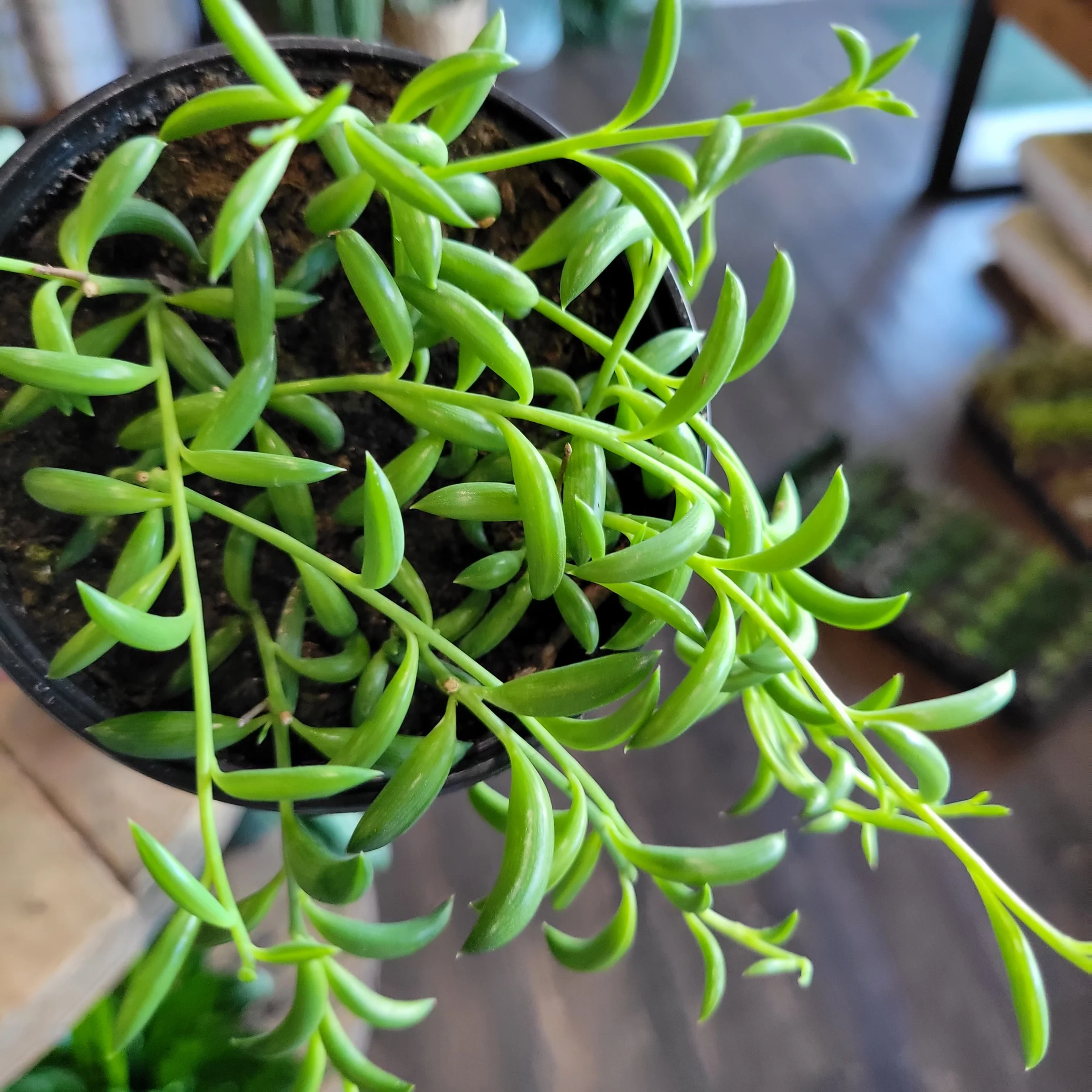 Senecio radicans String of Bananas.webp