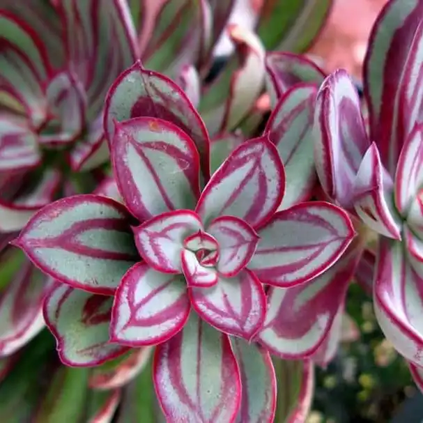 Echeveria nodulosa Painted Echeveria.webp