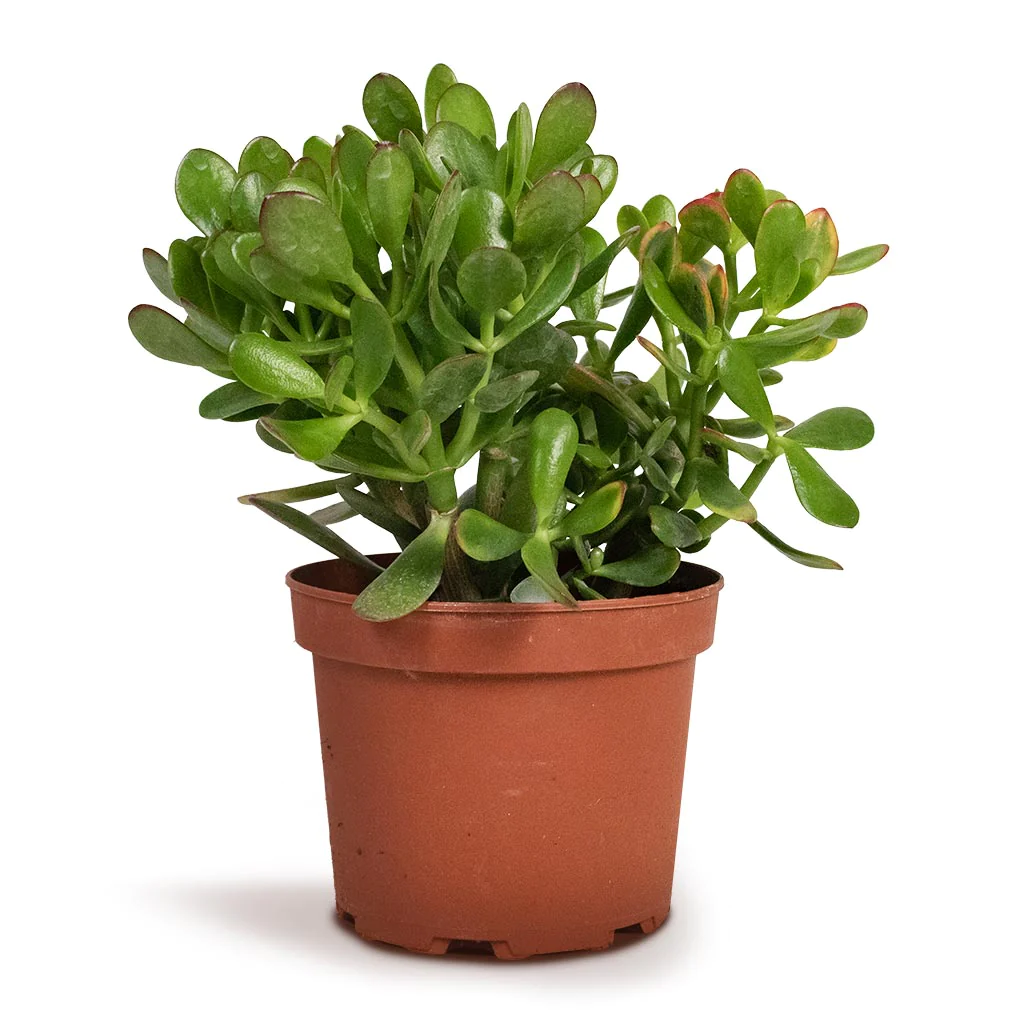 Crassula ovata minima Mini Jade Plant.webp