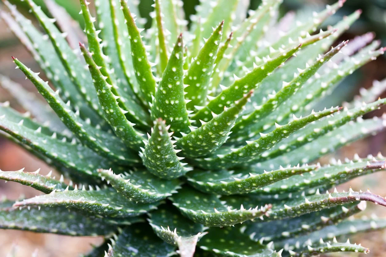 Aloe 'Minnie Belle'.webp
