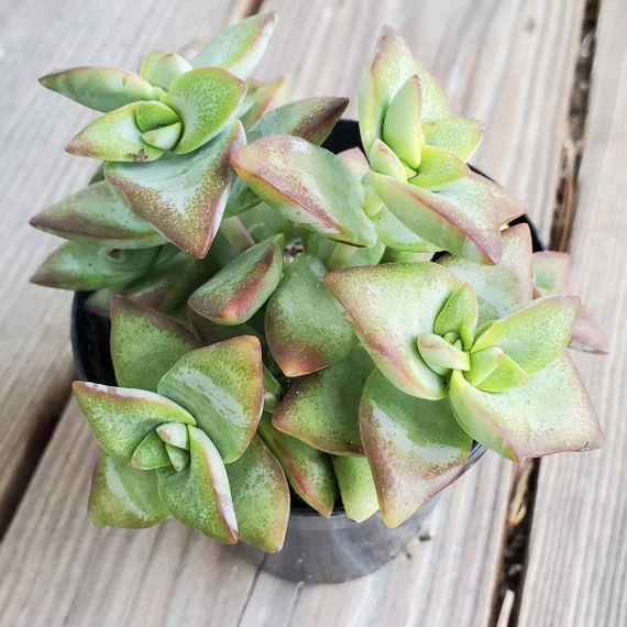 Crassula conjucta Ivory Towers.webp