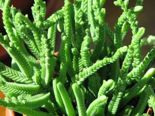 Crassula lycopodiodes 'Watch Chain'.webp