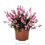 Thumbnail: Gaura Graceful Pink