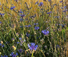 Sommergetreide am Limesturm