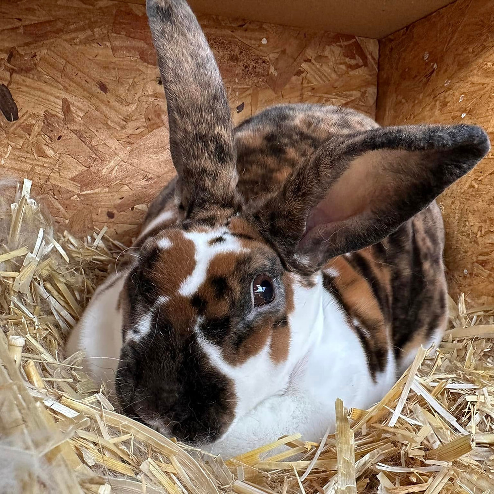 Brown and white patterned rabbit resting in straw.