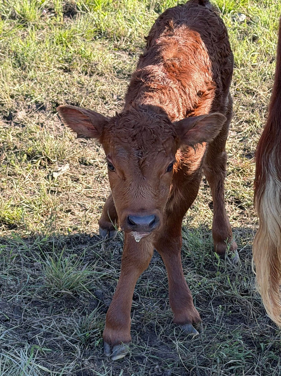 Young reddish-brown calf standing in a grassy field