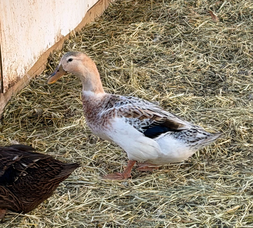 Fowl duck standing on hay near a wooden coop