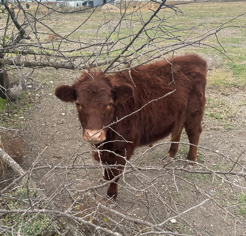 Brown cow standing behind bare branches in a field