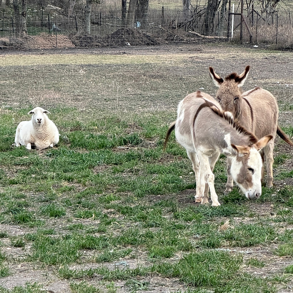 Two donkeys grazing in a field near a resting white sheep.
