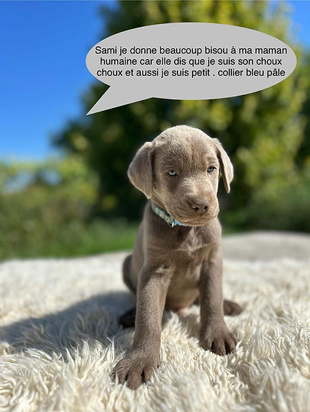 Bleu pâle Sami.jfif