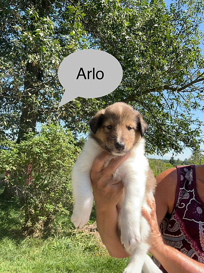 Arlo2.jpg