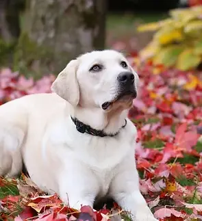 rs=w_365,h_365,cg_true (1).webp