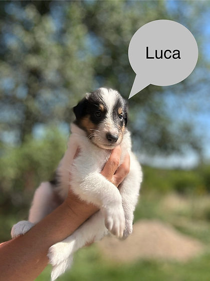 Luca2.jpg