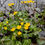 Miniaturbild: Sumpfdotterblume (Caltha palustris)