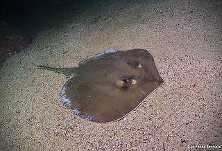 Fontitrygon margaritella (c) Luis P. B..jpg