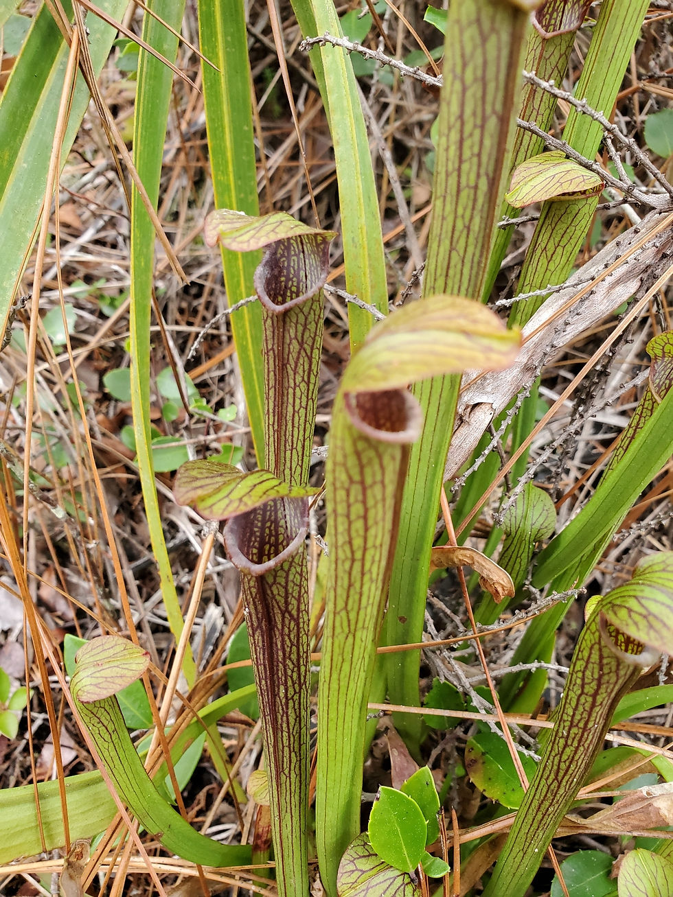 Miniaturbild: Braunrote Schlauchpflanze (Sarracenia rubra)