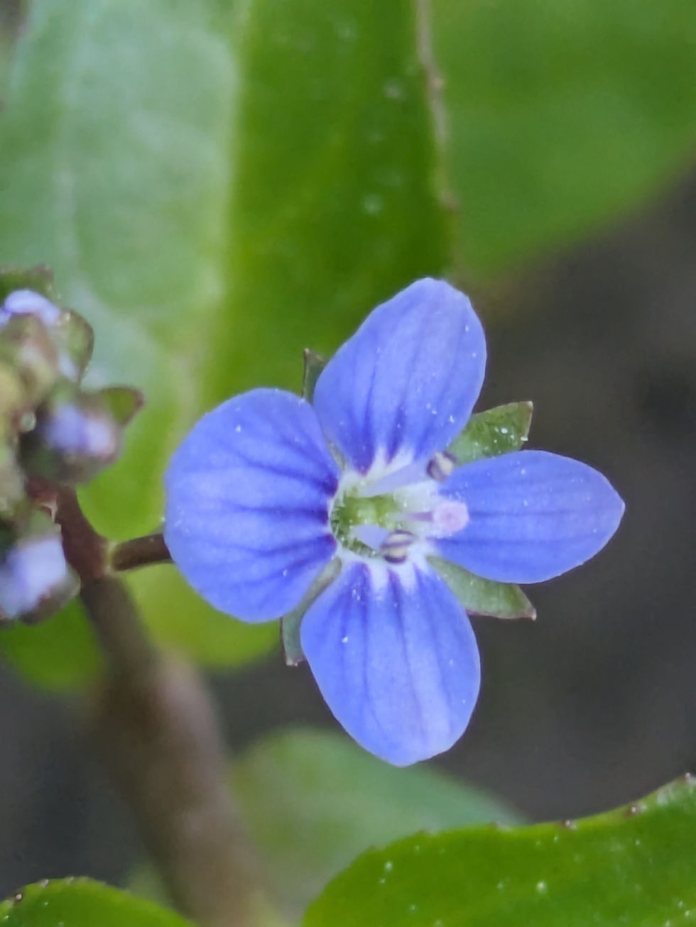 Miniaturbild: Bachbunge (Veronica beccabunga)
