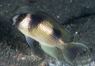 Schwarz gebänderte Demoiselle (Amblypomacentrus breviceps).jpg