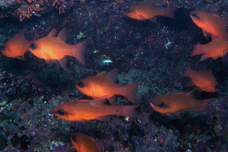 Apogon imberbis (1)_edited.jpg