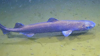 Centroscyllium fabricii (c) Marilyn Thor