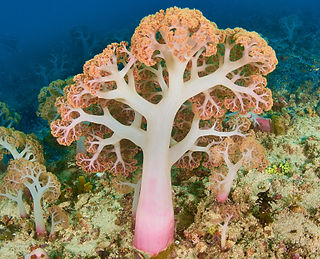 Umbellulifera sp. (c) Jean-Paul Cassez.jpg