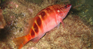 Hypoplectrodes maccullochi_edited.jpg