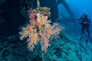 Dendronephthya hemprichi (c) Ingo Rogalla.jpg