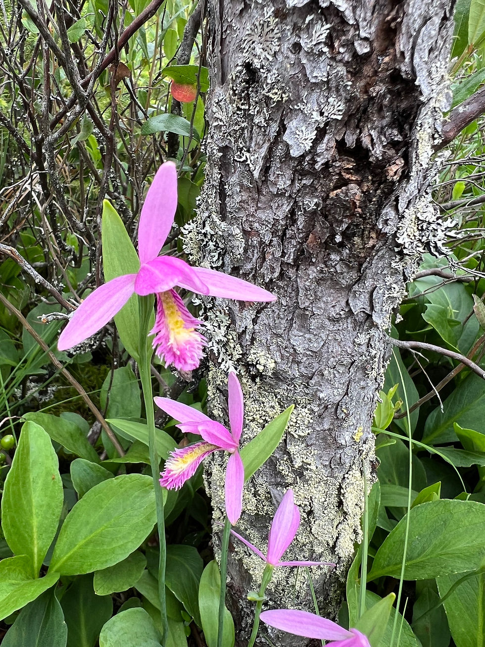 Miniaturbild: Moor-Orchidee (Pogonia ophioglossoides)