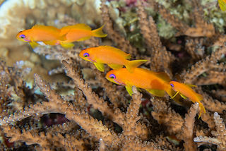(c) Craig Fujii.jpg
