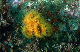 Tubastraea aurea (c) Tony Strazzari.jpeg