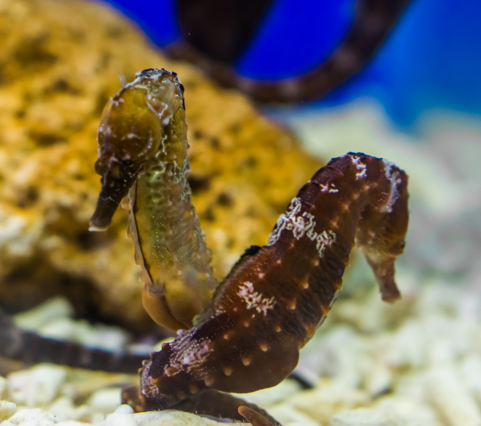 Hippocampus erectus (Westatlantisches Seepferdchen)