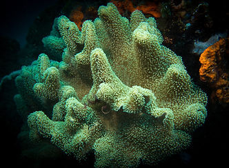 Lobophytum sarcophytoides (c) Ingo Rogalla.jpg