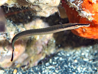 Doryrhamphus melanopleura (c) Frank Kras