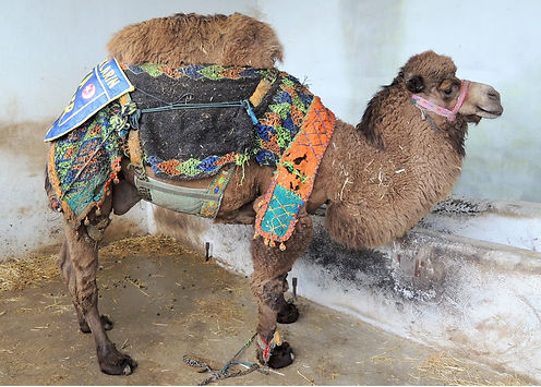 Tülü_Camel_hybrid_(Camelus_dromedarius_(