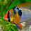 Miniaturbild: Schmetterlingsbuntbarsch (Mikrogeophagus ramirezi)