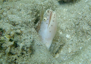 Pseudoechidna brummeri.jpg
