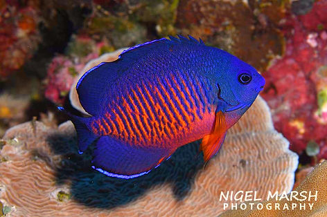 (c) Nigel Marsh_edited.jpg