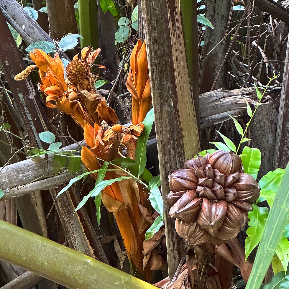 Miniaturbild: Mangrovenpalme (Nypa fruticans)