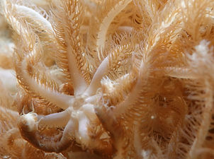 Latissimia ningalooensis (c) Alex Hoschke 2.jpg