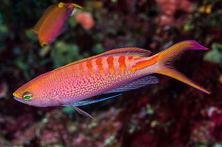 (c) Francois Libert 2.jpg