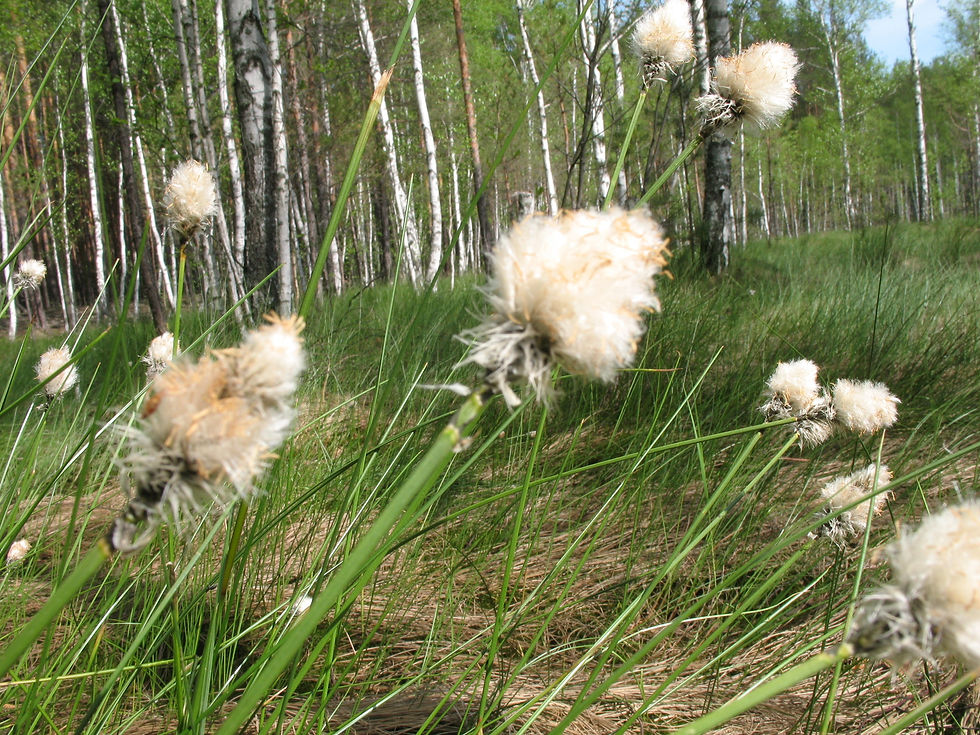 Miniaturbild: Scheiden-Wollgras (Eriophorum vaginatum)