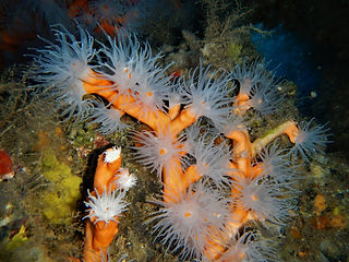 Dendrophyllia ramea (c) Rino.jpg